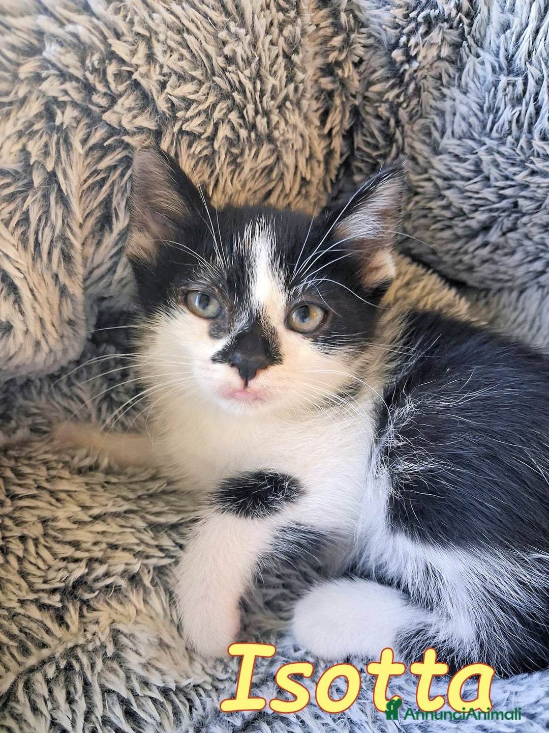 Europeo gatti in regalo: PICCINA e BELLISSIMA  ISOTTA🖤🤍 - Immagine 1