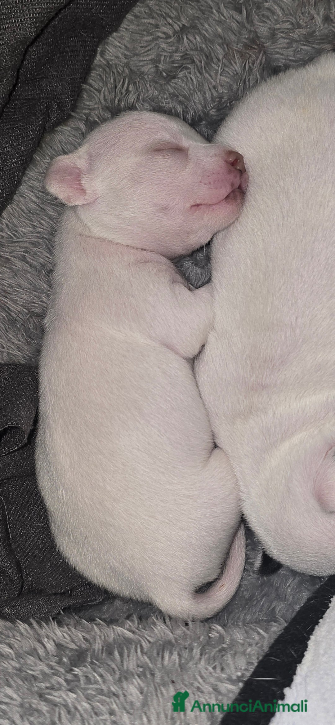 Chihuahua cani in vendita: Cuccioli di chihuahua - Annuncio 12