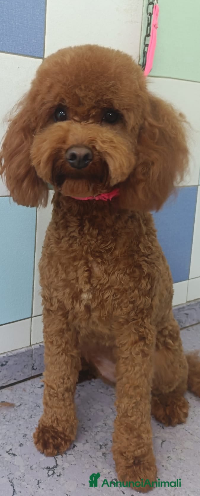 Barboncino cani Barbonici Nano - Annuncio 1