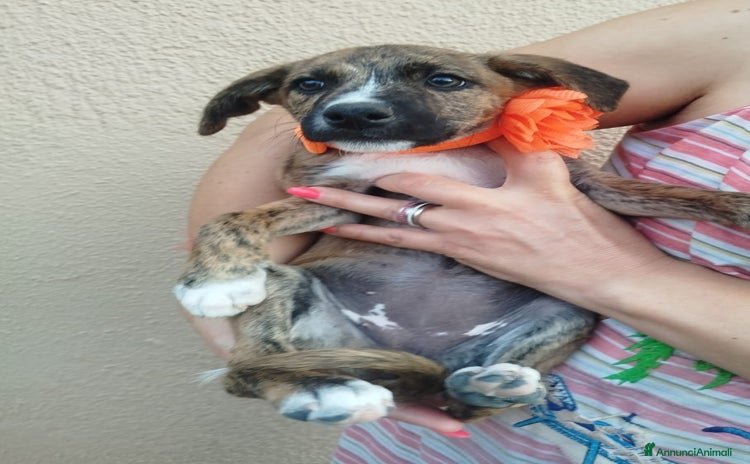 Meticcio cani a Città Metropolitana di Firenze - Annuncio 5