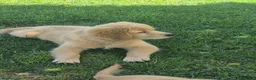 Golden Retriever cani in vendita: Golden retriever 90%linea americana pedigree ENCI  - Annuncio 11