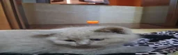 British gatti in vendita: Cucciole e cucciolo british shortait - Annuncio 10