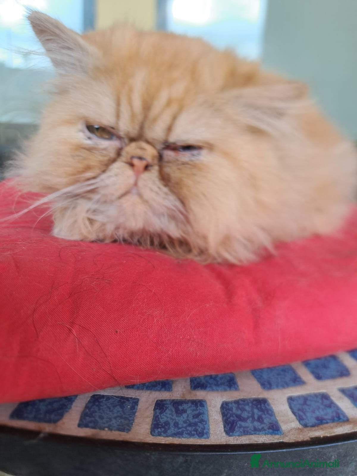 Persiano gatti Gatto persiano maschio - Annuncio 10