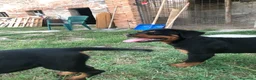 Rottweiler cani in vendita: Cuccioli rottweiler - Annuncio 6