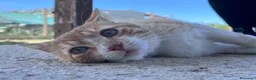 Europeo gatti in regalo: Mango. Gatto cerca la sua famiglia. - Annuncio 3