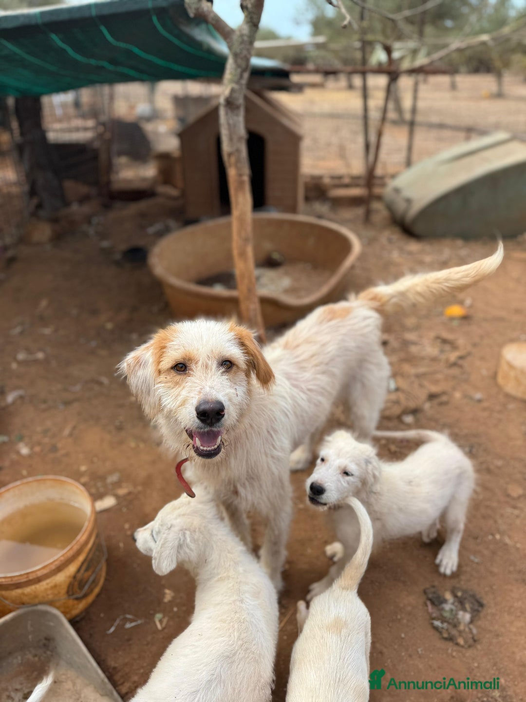 Altre razze cani in regalo: alice - Annuncio 5