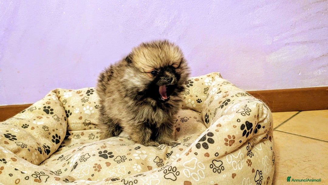 Volpino Pomerania cani in vendita: Volpino pomerania pedigree - Annuncio 6