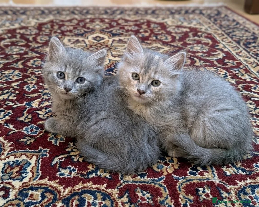 Altre razze gatti in vendita: Gattini Mix norvegese ( pelo lungo)  - Annuncio 3