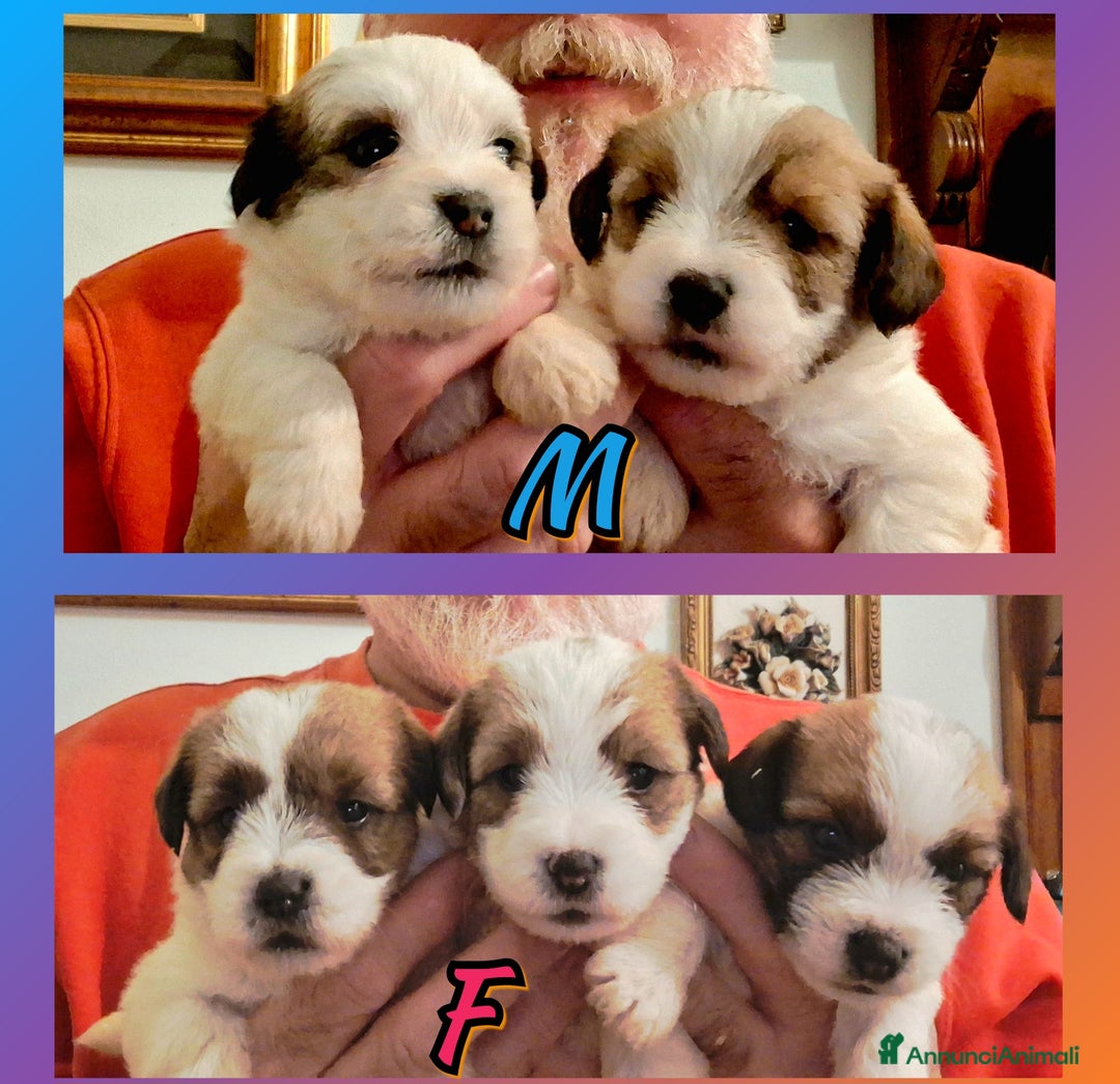 Jack Russell cani in vendita: Cuccioli di Jack Russell terrier  - Annuncio 1