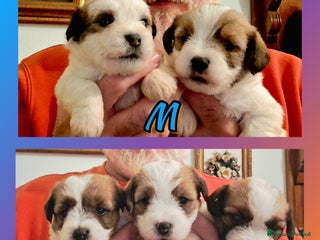 Jack Russell cani Cuccioli di Jack Russell terrier - Annuncio 4