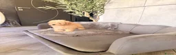 Barboncino cani in vendita: Cucciolo di barboncino  - Annuncio 4