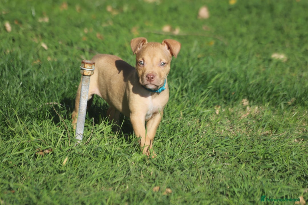 Pitbull cani in vendita: Cuccioli Pit Bull con Pedigree anche a rate - Annuncio 8