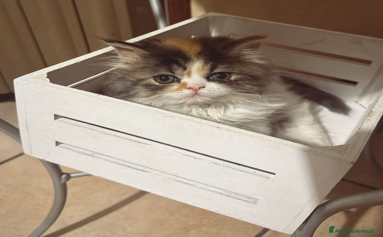Persiano gatti a Provincia di Reggio Emilia - Annuncio 12