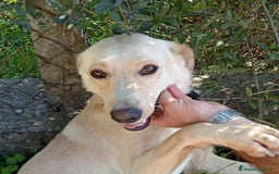 Labrador cani in regalo: Biden, dolcissimo cucciolone simil labrador a Provincia di Latina - Immagine 1