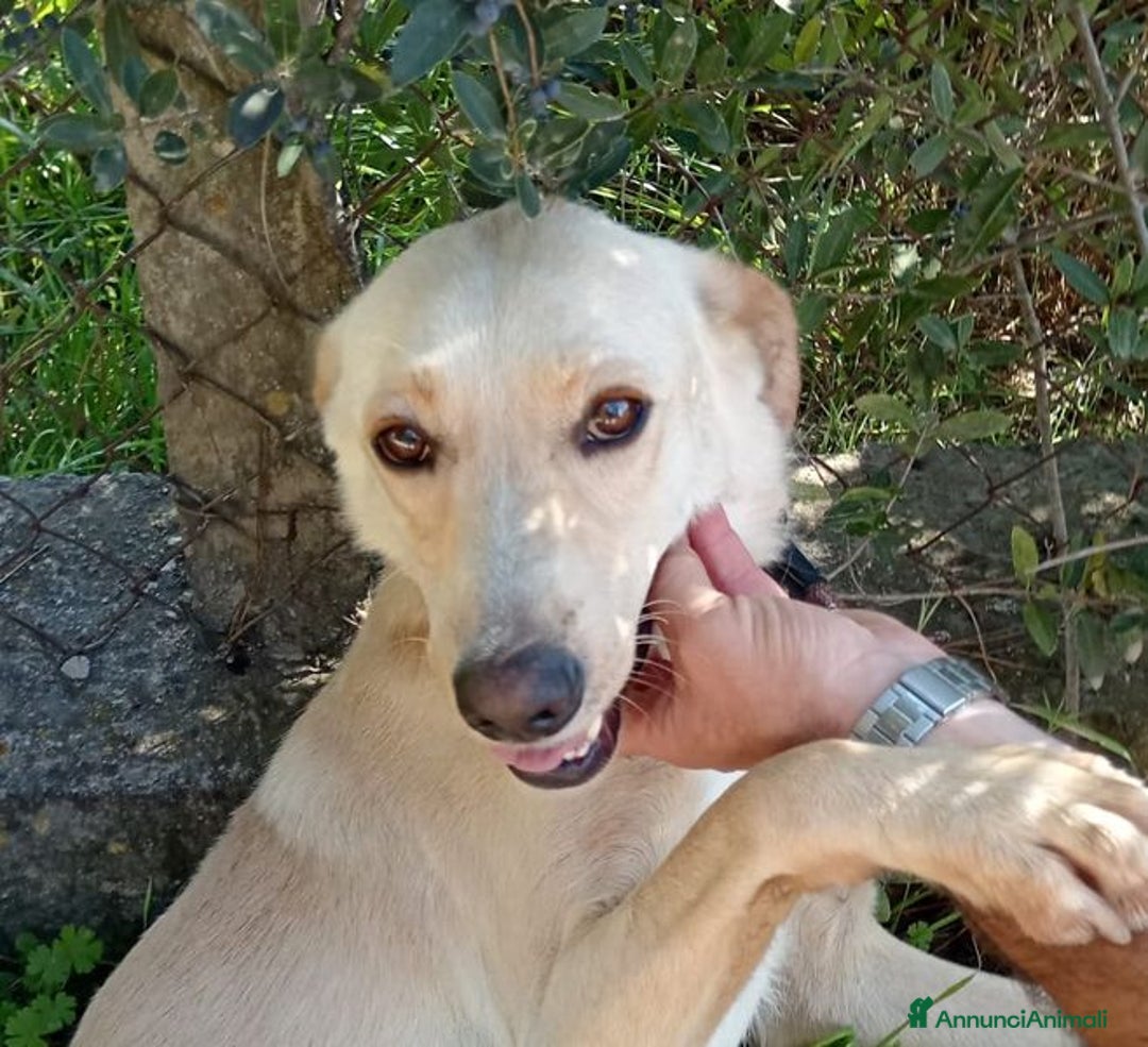 Labrador cani in regalo: Biden, dolcissimo cucciolone simil labrador a Provincia di Latina - Immagine 1
