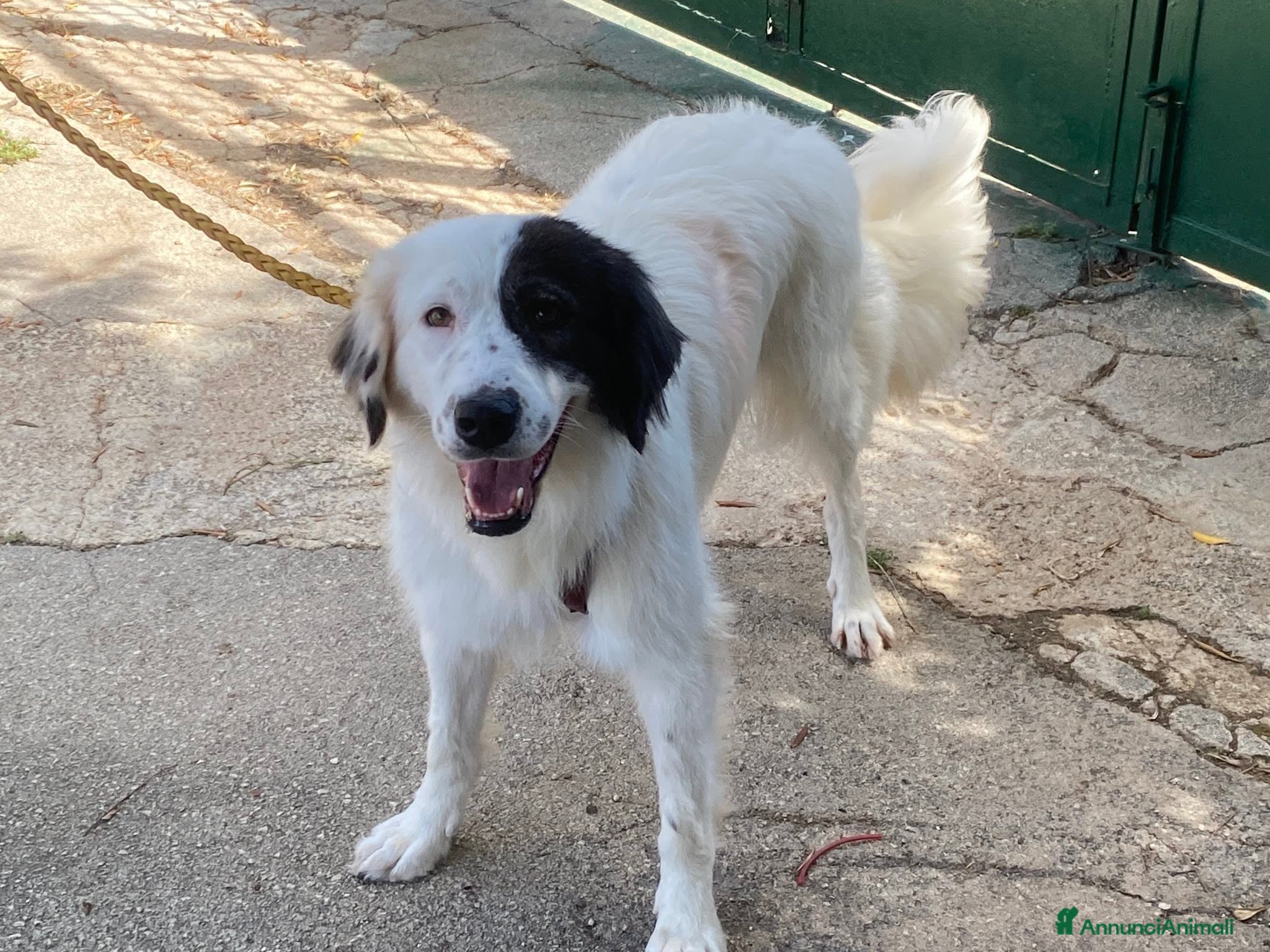 Meticcio cani Sissi cagnolona stupenda - Annuncio 6