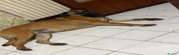 Meticcio cani in regalo: Wendy a Città metropolitana di Roma Capitale - Annuncio 3