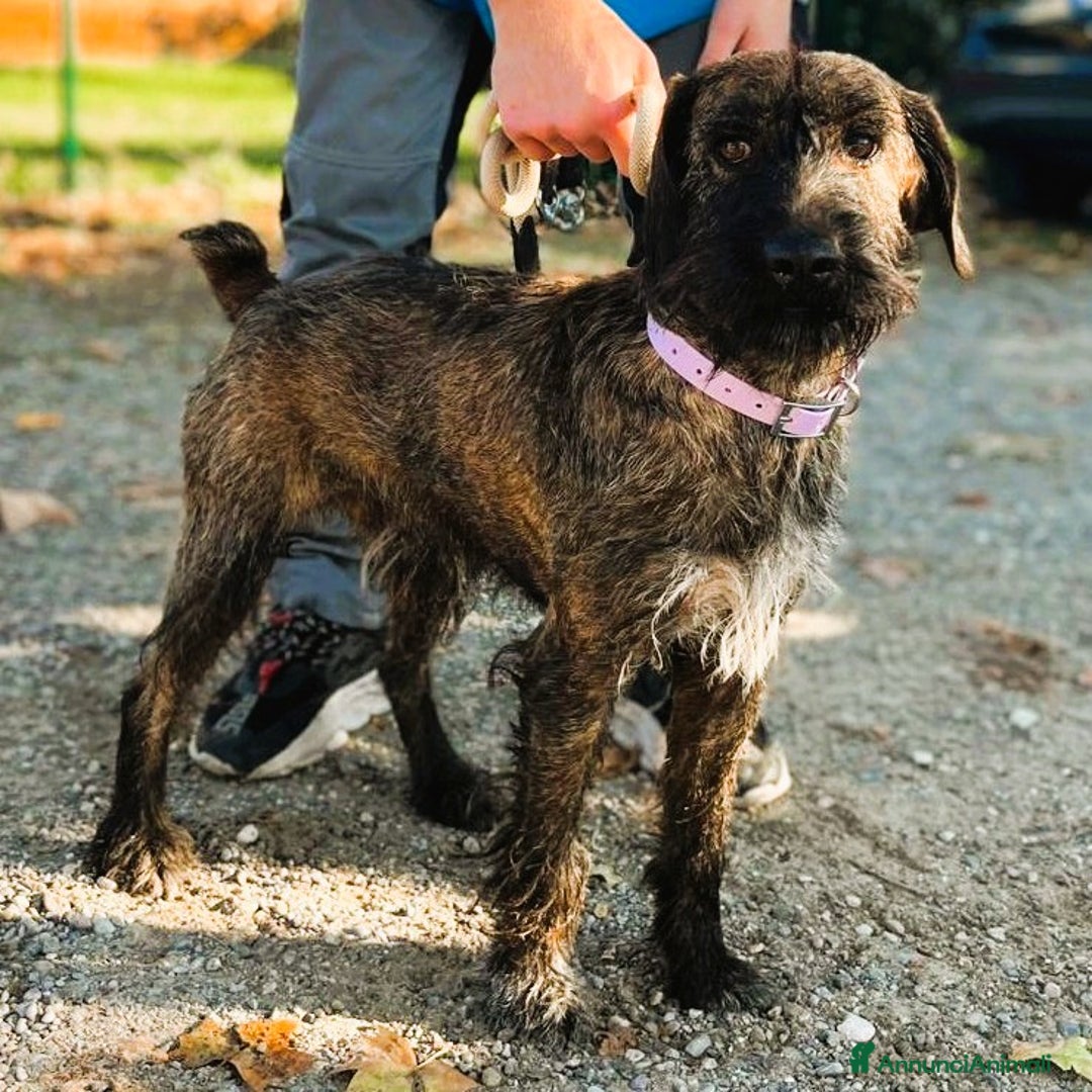 Meticcio cani in regalo: BISCOTTO SEGUGIO MAREMMANO - Annuncio 3