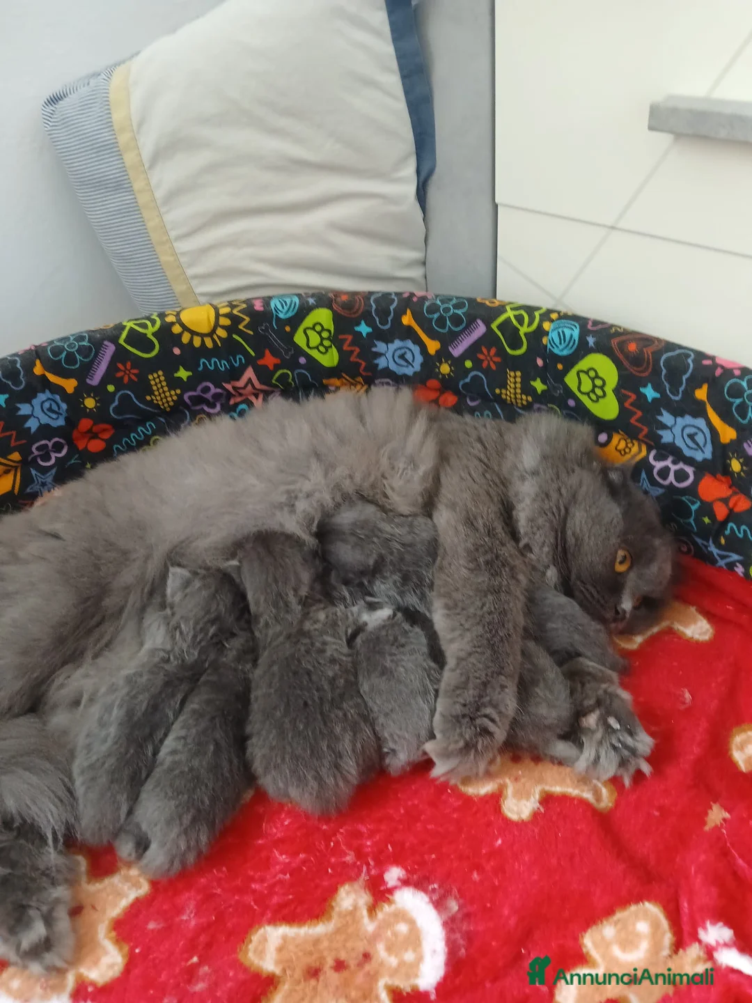 Scottish gatti in vendita: Vendita cucciolo scottish fold e straight  - Annuncio 9