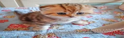 Scottish gatti in vendita: Cuccioli Scottish Fold con Pedigree - Annuncio 18