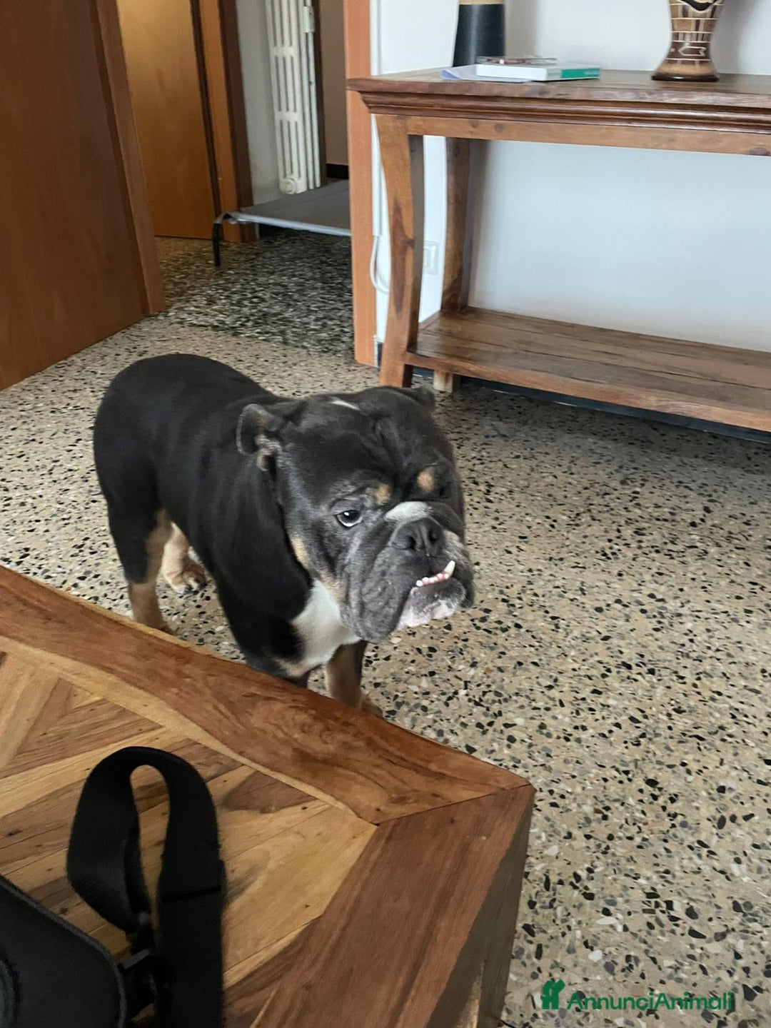 Meticcio cani in vendita: bulldog inglese senza pedigree - Annuncio 2