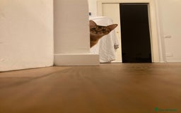 Abissino gatti per accoppiamento: Gatto Abissino Lucio cerca moglie  - Immagine 5