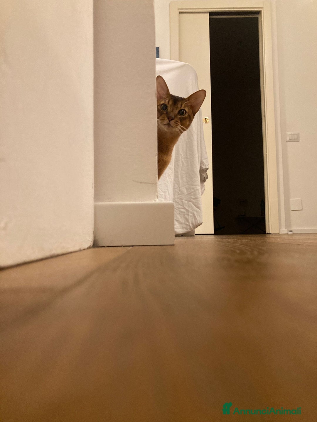 Abissino gatti per accoppiamento: Gatto Abissino Lucio cerca moglie  - Immagine 5