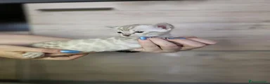 Bengala Gattino 5