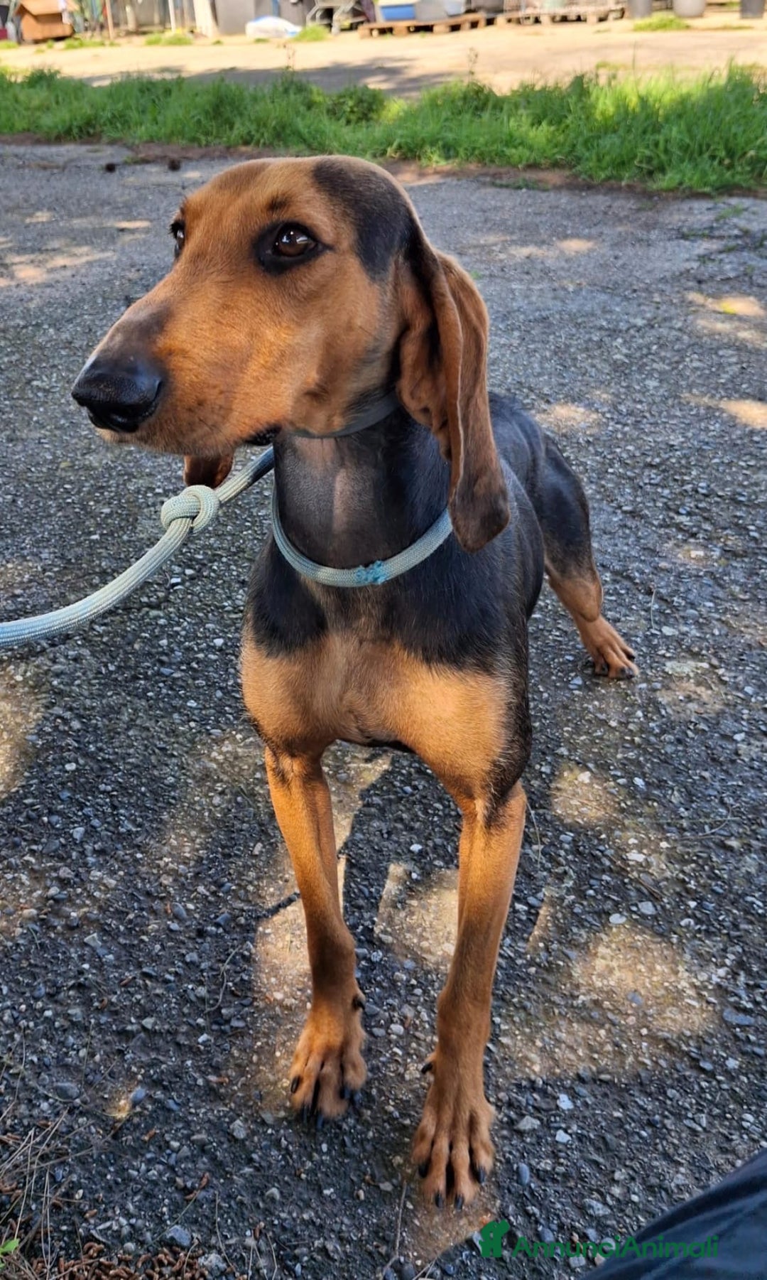 Segugio cani in regalo: BOBO 💙-segugio taglia contenuta, adozione urgente - Annuncio 5