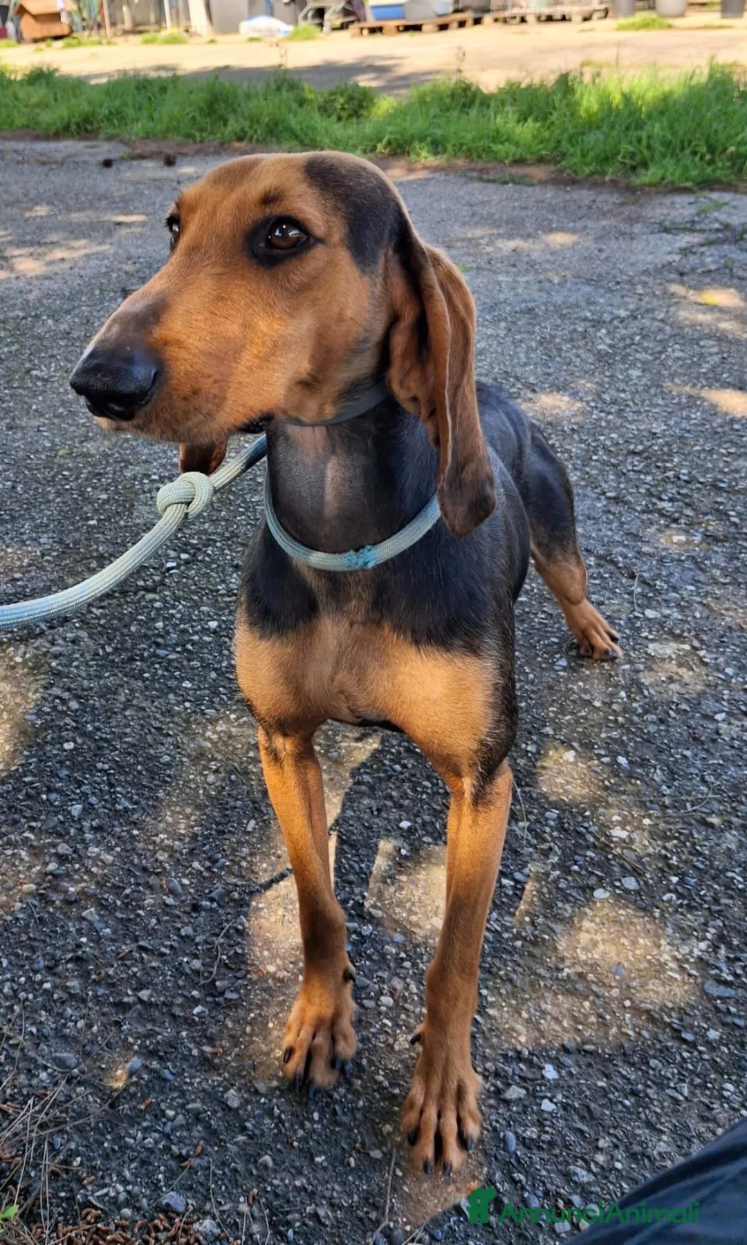 Segugio cani in regalo: BOBO 💙-adozione urgente.Segugio taglia contenuta  - Annuncio 7