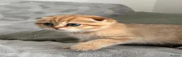 Scottish gatti in vendita: Gattini Scottish Golden  - Annuncio 6