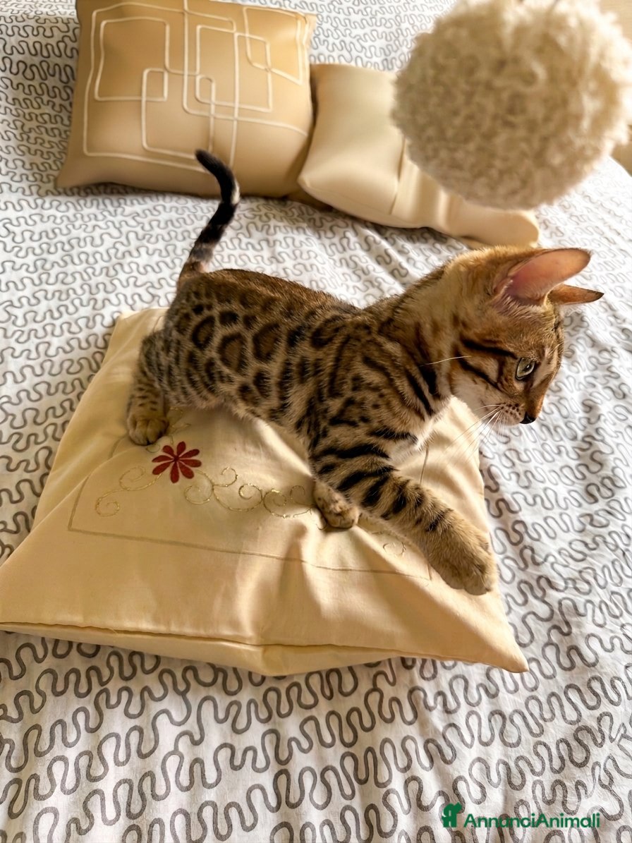 Bengala gatti Cucciolo bengala - Annuncio 1