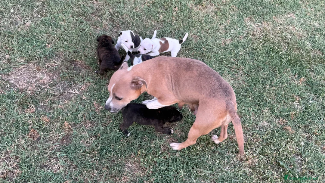 Staffordshire cani in vendita: Stupendi Staffy - Annuncio 22