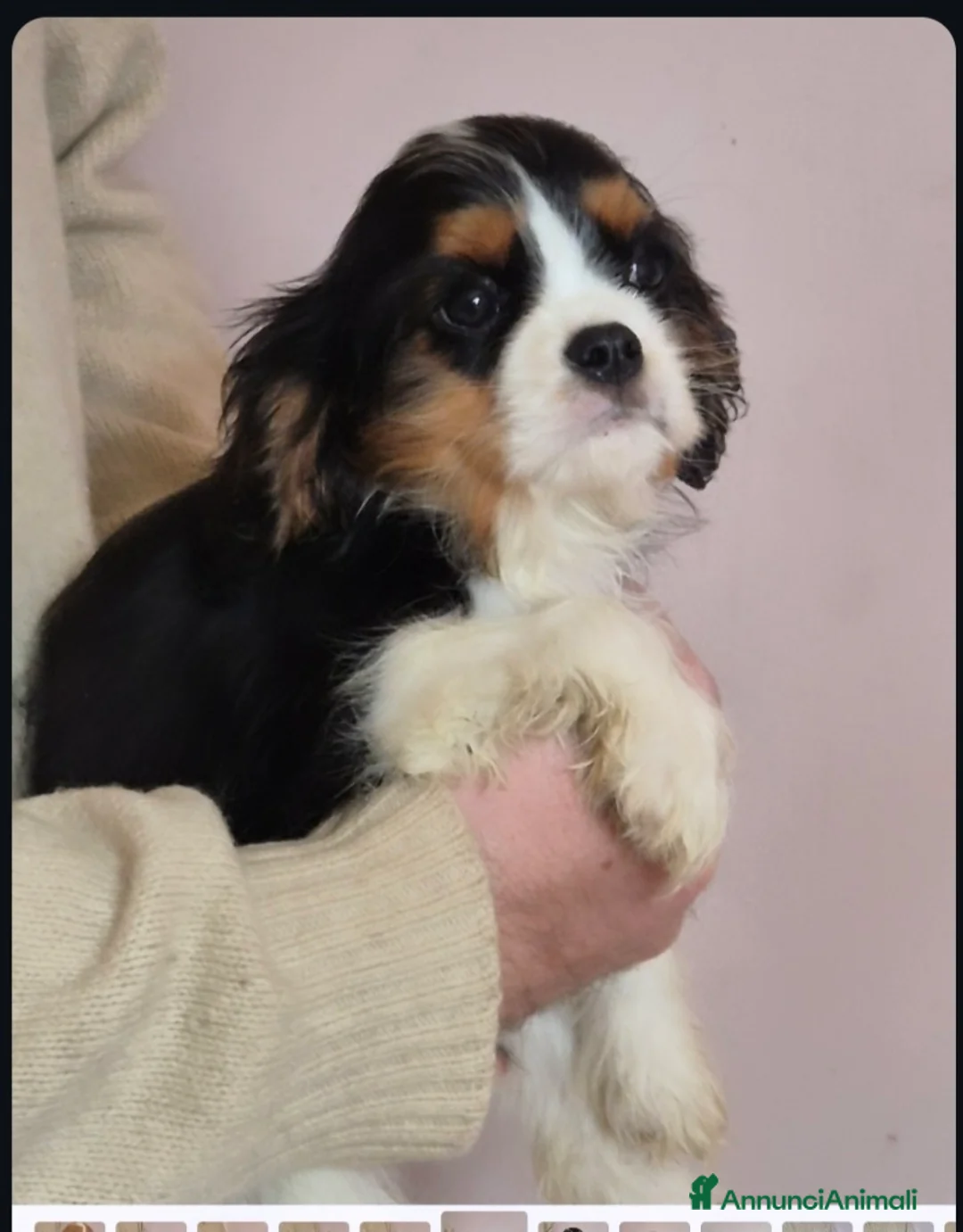Cavalier King cani in vendita: Cucciolo di Cavalier king - Annuncio 3
