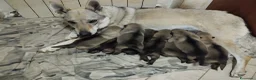 Lupo Cecoslovacco cani in vendita: Cuccioli lupo cecoslovacco  - Annuncio 1