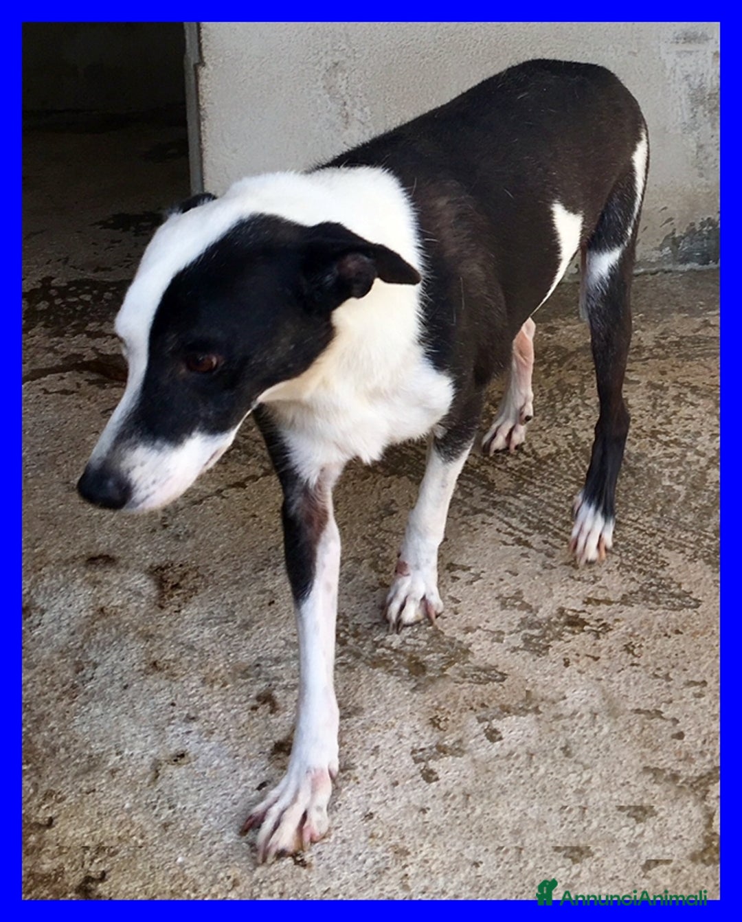 Meticcio cani in regalo: HALF  dolce, buffo nonnino - Annuncio 8