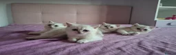 Scottish gatti in vendita: Gattini Scottish Straight  - Annuncio 5