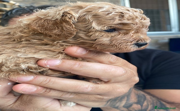 Barboncino cani a Provincia di Foggia - Annuncio 8