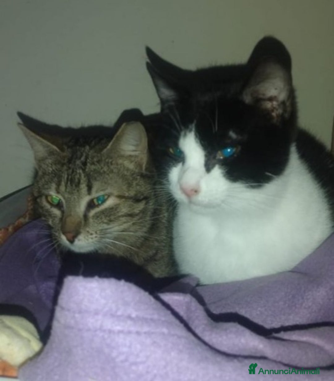 Europeo gatti in regalo: Mici mamma e figlio, giovani,salvati, FELV+.Puglia a Città Metropolitana di Milano - Annuncio 1