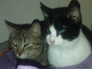 Europeo gatti Mici mamma e figlio, giovani,salvati, FELV+.Puglia a Città Metropolitana di Milano - Annuncio 2