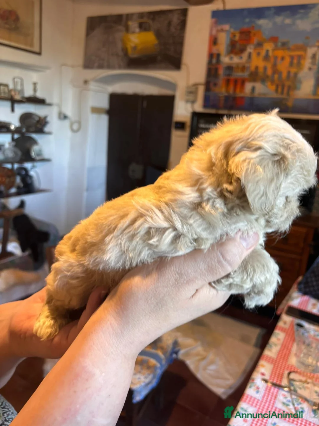 Maltipoo cani in vendita: Cucciolo di maltipoo - Annuncio 4