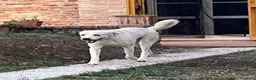 Meticcio cani in regalo: LAGO soffre la solitudine - tg grande - Annuncio 2