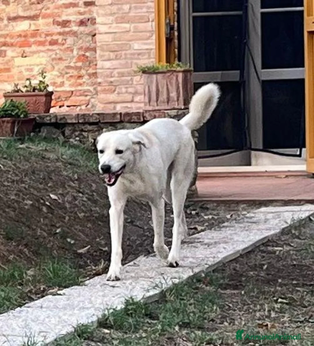 Meticcio cani in regalo: LAGO soffre la solitudine - tg grande - Annuncio 2