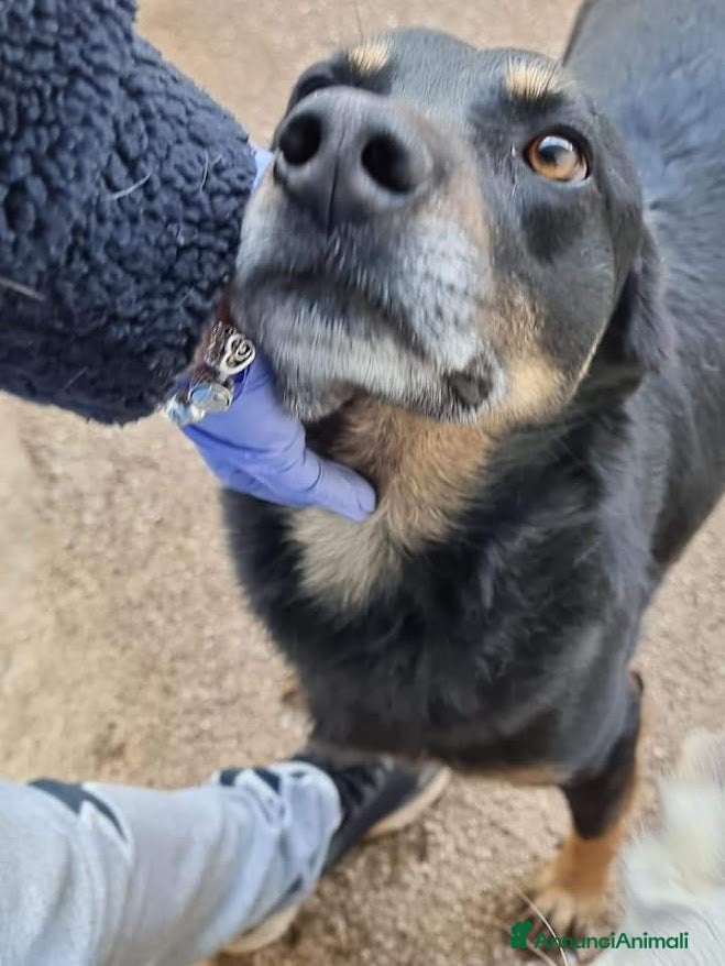 Meticcio cani GIORDIE dolce e buono  - Annuncio 40