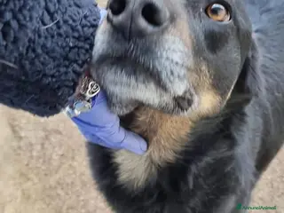 Meticcio cani GIORDIE dolce e buono - Annuncio 40