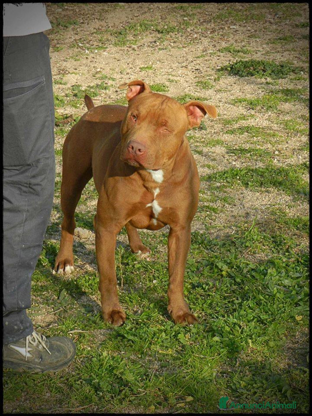 Pitbull cani in regalo: Pasha pit superbravo a Città metropolitana di Milano - Immagine 11
