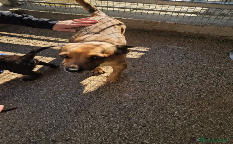 Meticcio cani - Annuncio 15