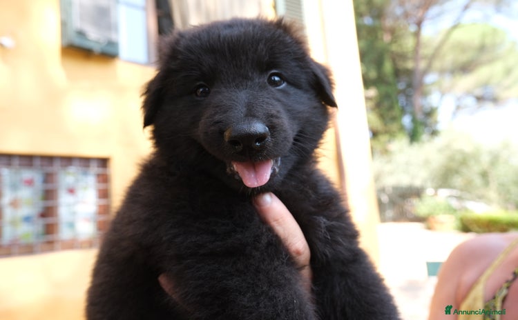 Pastore Belga cani a Città Metropolitana di Firenze - Annuncio 1