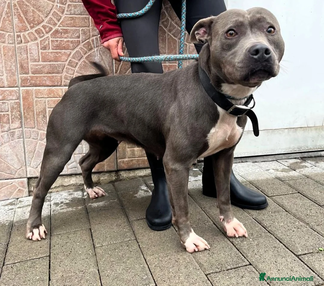 Meticcio cani in regalo: DAISY SIMPATICA PIT - Annuncio 1