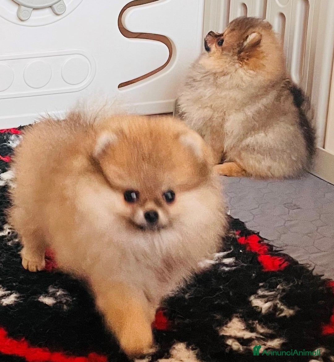 Volpino Pomerania cani in vendita: Spitz tedesco nano - Annuncio 12